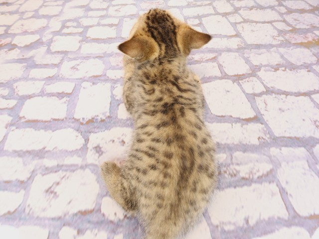 広島県のブリティッシュショートヘアー (Coo&RIKU広島北店/2026年2月22日生まれ/男の子/ブラウンマッカレルタビー)の子猫の4枚目の画像