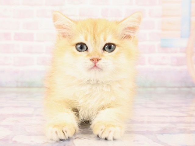 岡山県のブリティッシュショートヘアー (Coo&RIKU岡山店/2026年2月10日生まれ/男の子/シェーデットゴールデン)の子猫の1枚目の画像