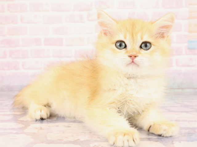 岡山県のブリティッシュショートヘアー (Coo&RIKU岡山店/2026年2月10日生まれ/男の子/シェーデットゴールデン)の子猫の2枚目の画像