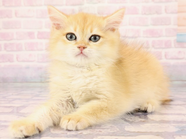 岡山県のブリティッシュショートヘアー (Coo&RIKU岡山店/2026年2月10日生まれ/男の子/シェーデットゴールデン)の子猫の3枚目の画像