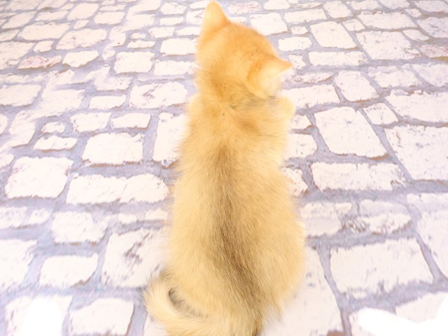 岡山県のブリティッシュショートヘアー (Coo&RIKU岡山店/2026年2月10日生まれ/男の子/シェーデットゴールデン)の子猫の4枚目の画像