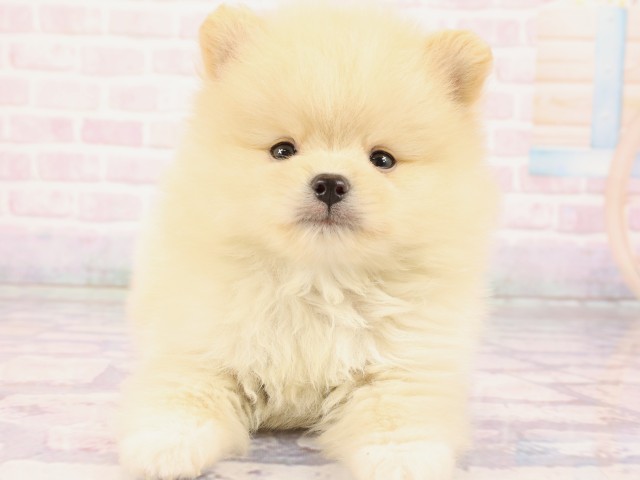 大阪府のポメラニアン (Coo&RIKU天王寺店/2026年2月25日生まれ/男の子/クリーム)の子犬
