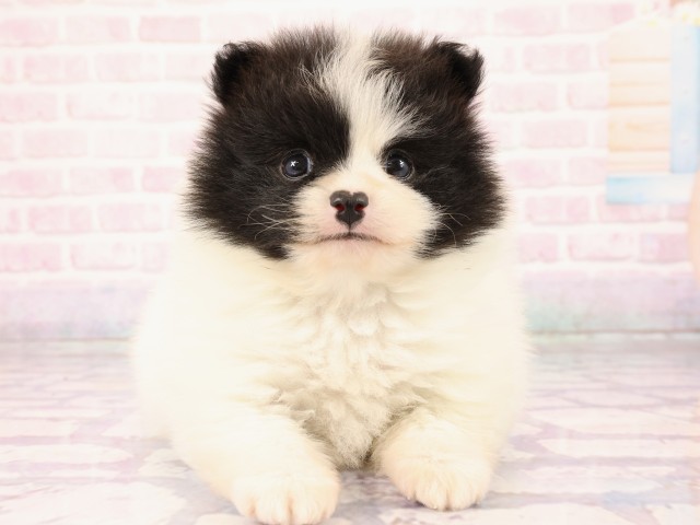 広島県のポメラニアン (Coo&RIKU東広島店/2026年2月26日生まれ/男の子/パーティーカラー)の子犬の1枚目の画像
