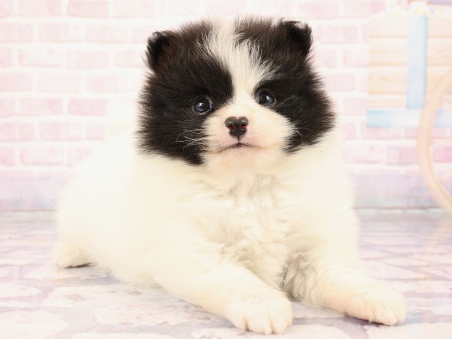 広島県のポメラニアン (Coo&RIKU東広島店/2026年2月26日生まれ/男の子/パーティーカラー)の子犬の2枚目の画像