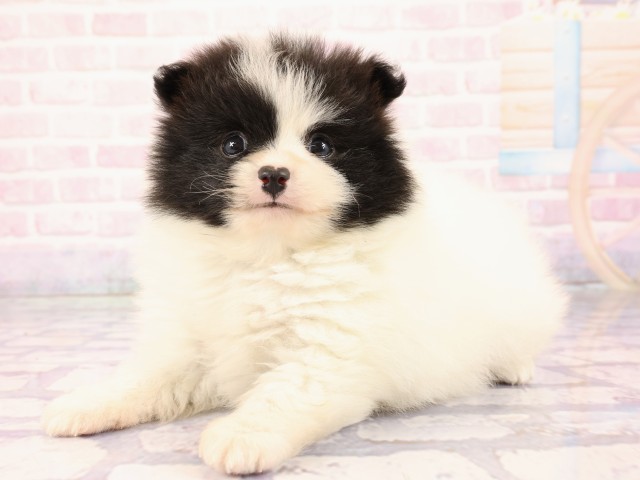広島県のポメラニアン (Coo&RIKU東広島店/2026年2月26日生まれ/男の子/パーティーカラー)の子犬の3枚目の画像