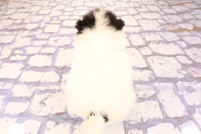 広島県のポメラニアン (Coo&RIKU東広島店/2026年2月26日生まれ/男の子/パーティーカラー)の子犬の4枚目の画像