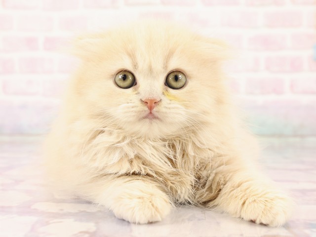 兵庫県のスコティッシュフォールド (Coo&RIKU神戸垂水店/2026年2月26日生まれ/女の子/クリーム)の子猫