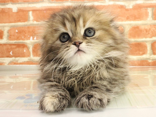 岡山県のスコティッシュフォールド (Coo&RIKU岡山店/2026年2月26日生まれ/女の子/ブラウンタビーホワイト)の子猫の1枚目の画像