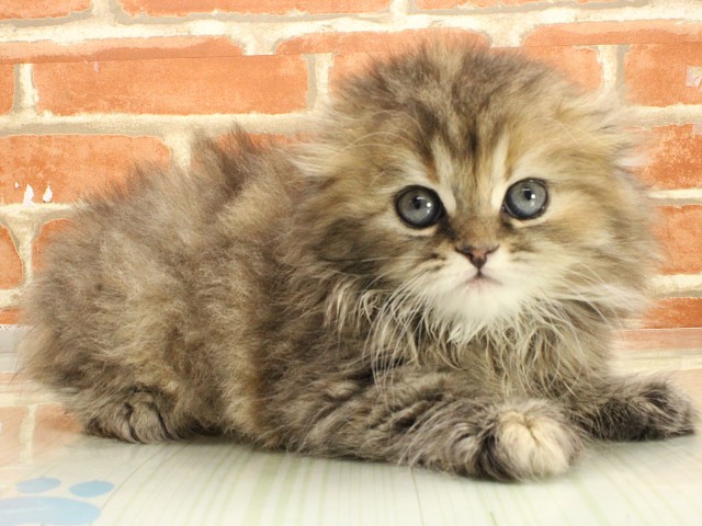 岡山県のスコティッシュフォールド (Coo&RIKU岡山店/2026年2月26日生まれ/女の子/ブラウンタビーホワイト)の子猫の2枚目の画像