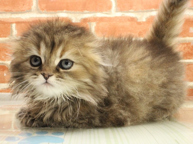 岡山県のスコティッシュフォールド (Coo&RIKU岡山店/2026年2月26日生まれ/女の子/ブラウンタビーホワイト)の子猫の3枚目の画像