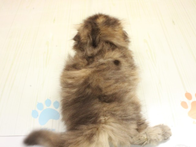 岡山県のスコティッシュフォールド (Coo&RIKU岡山店/2026年2月26日生まれ/女の子/ブラウンタビーホワイト)の子猫の4枚目の画像