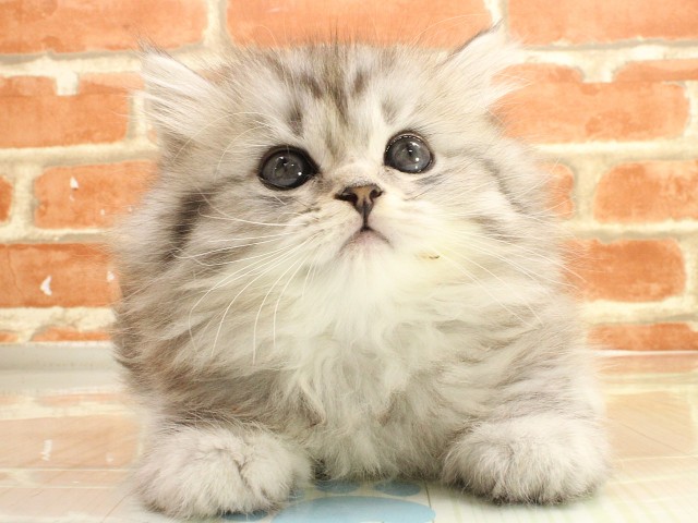 広島県のスコティッシュフォールド (Coo&RIKU福山店/2026年2月26日生まれ/男の子/シルバータビーホワイト)の子猫の1枚目の画像