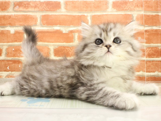 広島県のスコティッシュフォールド (Coo&RIKU福山店/2026年2月26日生まれ/男の子/シルバータビーホワイト)の子猫の2枚目の画像