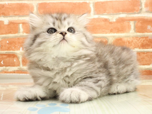 広島県のスコティッシュフォールド (Coo&RIKU福山店/2026年2月26日生まれ/男の子/シルバータビーホワイト)の子猫の3枚目の画像