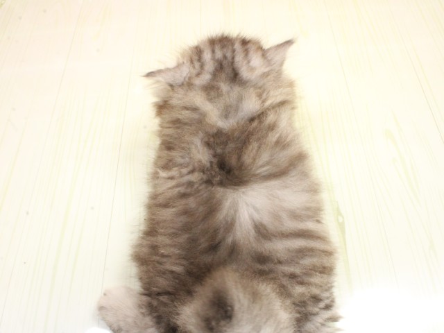 広島県のスコティッシュフォールド (Coo&RIKU福山店/2026年2月26日生まれ/男の子/シルバータビーホワイト)の子猫の4枚目の画像