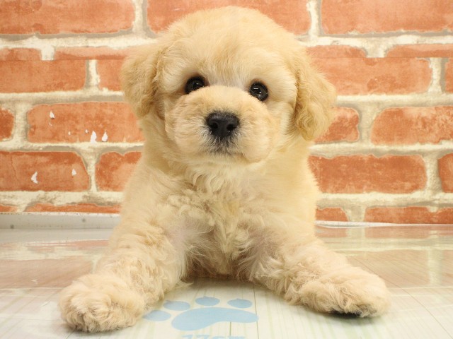 広島県のトイプードル(トイ) (Coo&RIKU広島北店/2026年2月23日生まれ/男の子/ペールフォーン)の子犬の1枚目の画像