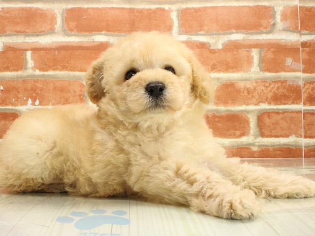 広島県のトイプードル(トイ) (Coo&RIKU広島北店/2026年2月23日生まれ/男の子/ペールフォーン)の子犬の2枚目の画像