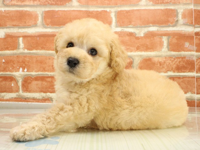 広島県のトイプードル(トイ) (Coo&RIKU広島北店/2026年2月23日生まれ/男の子/ペールフォーン)の子犬の3枚目の画像