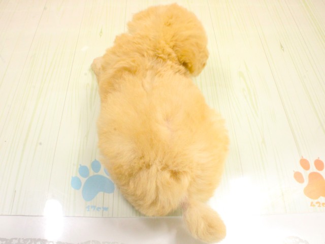 広島県のトイプードル(トイ) (Coo&RIKU広島北店/2026年2月23日生まれ/男の子/ペールフォーン)の子犬の4枚目の画像