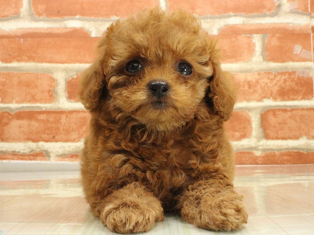 大阪府のトイプードル(トイ) (Coo&RIKU梅田店/2026年2月25日生まれ/男の子/レッドフォーン)の子犬の1枚目の画像