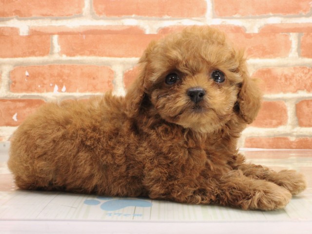 大阪府のトイプードル(トイ) (Coo&RIKU梅田店/2026年2月25日生まれ/男の子/レッドフォーン)の子犬の2枚目の画像