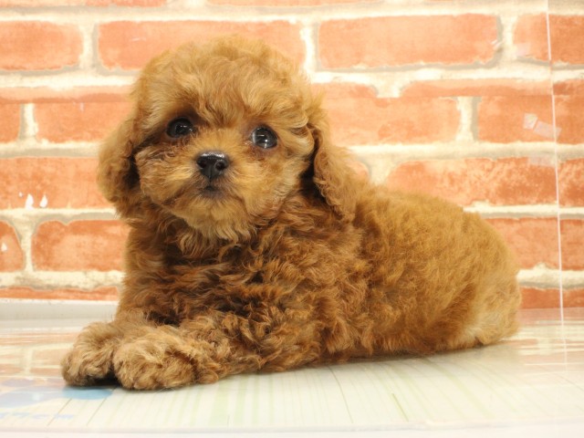 大阪府のトイプードル(トイ) (Coo&RIKU梅田店/2026年2月25日生まれ/男の子/レッドフォーン)の子犬の3枚目の画像