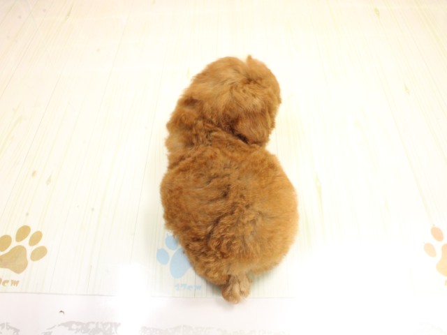 大阪府のトイプードル(トイ) (Coo&RIKU梅田店/2026年2月25日生まれ/男の子/レッドフォーン)の子犬の4枚目の画像