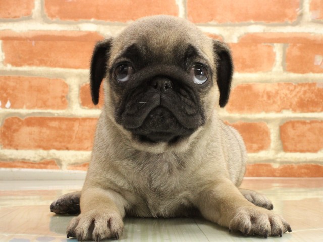 兵庫県のパグ (Coo&RIKU神戸垂水店/2026年2月26日生まれ/女の子/フォーン)の子犬