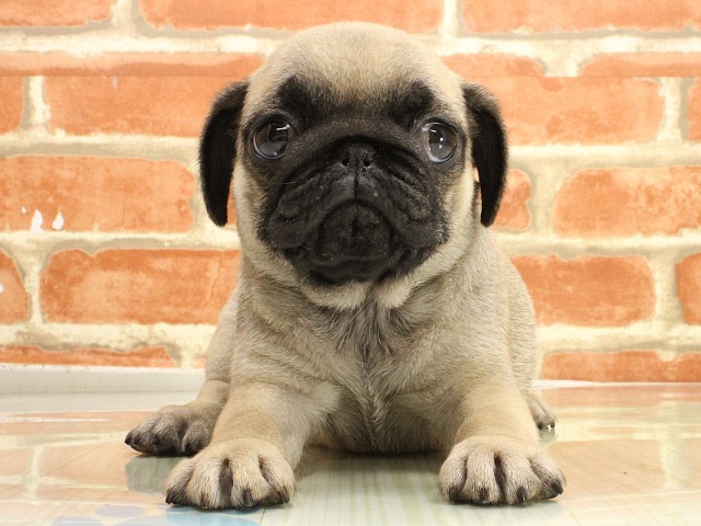 兵庫県のパグ (Coo&RIKU三木店/2026年2月26日生まれ/女の子/フォーン)の子犬