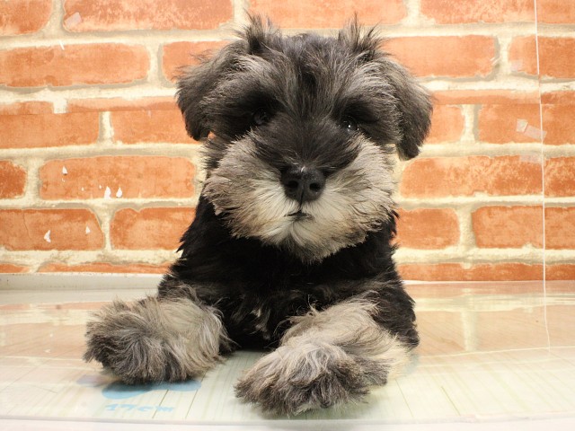 ミニチュア・シュナウザー