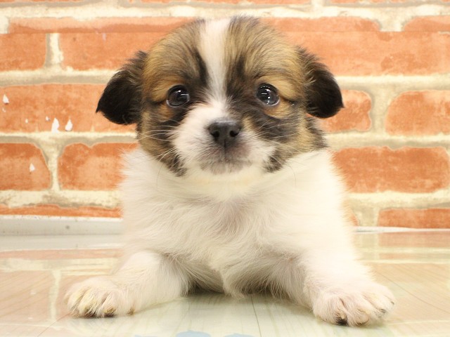 兵庫県のパピチー/チワパピ(パピヨン×チワワ) (Coo&RIKU姫路店/2026年2月24日生まれ/男の子/ホワイトセーブル)の子犬