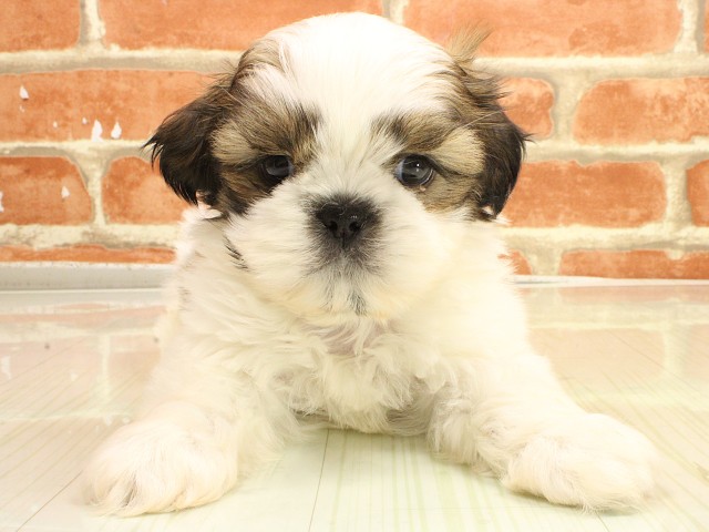 兵庫県のシーズー (Coo&RIKU三木店/2026年2月26日生まれ/男の子/ホワイトゴールド)の子犬