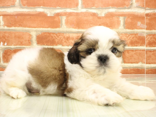 兵庫県のシーズー (Coo&RIKU三木店/2026年2月26日生まれ/男の子/ホワイトゴールド)の子犬の2枚目の画像