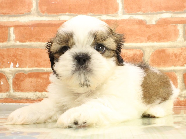 兵庫県のシーズー (Coo&RIKU三木店/2026年2月26日生まれ/男の子/ホワイトゴールド)の子犬の3枚目の画像