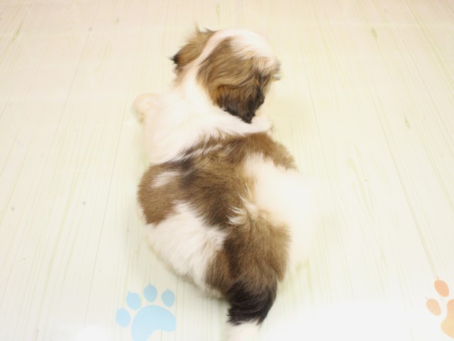 兵庫県のシーズー (Coo&RIKU三木店/2026年2月26日生まれ/男の子/ホワイトゴールド)の子犬の4枚目の画像