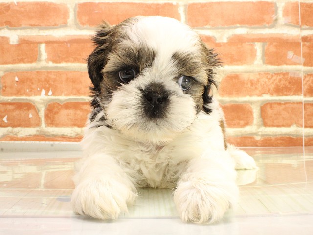 京都府のシーズー (Coo&RIKU舞鶴店/2026年2月26日生まれ/男の子/ホワイトゴールド)の子犬の1枚目の画像