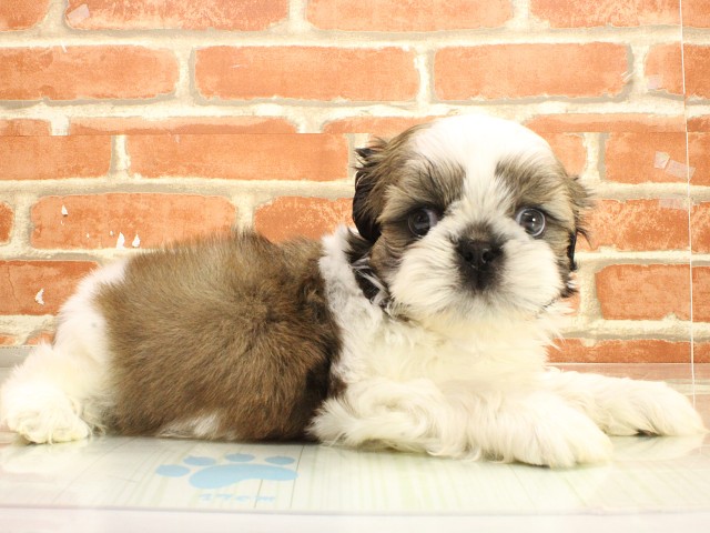 京都府のシーズー (Coo&RIKU舞鶴店/2026年2月26日生まれ/男の子/ホワイトゴールド)の子犬の2枚目の画像