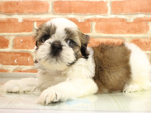 京都府のシーズー (Coo&RIKU舞鶴店/2026年2月26日生まれ/男の子/ホワイトゴールド)の子犬の3枚目の画像