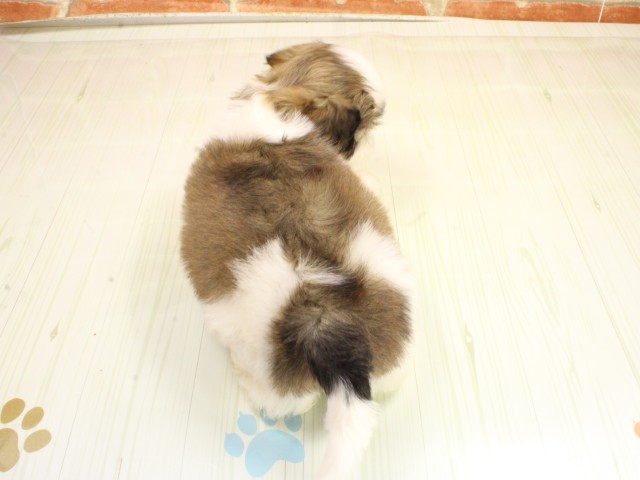 京都府のシーズー (Coo&RIKU舞鶴店/2026年2月26日生まれ/男の子/ホワイトゴールド)の子犬の4枚目の画像