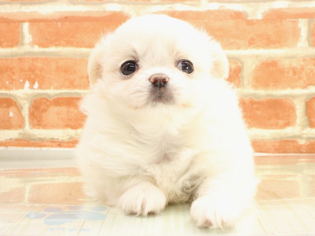 広島県のポメチワ/チワポメ/ポメチー(ポメラニアン×チワワ) (Coo&RIKU広島中央店/2026年2月25日生まれ/女の子/クリーム)の子犬の1枚目の画像