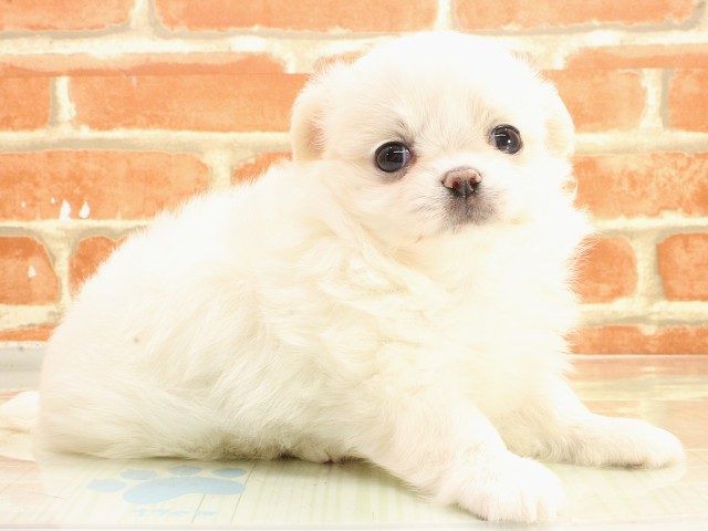 広島県のポメチワ/チワポメ/ポメチー(ポメラニアン×チワワ) (Coo&RIKU広島中央店/2026年2月25日生まれ/女の子/クリーム)の子犬の2枚目の画像