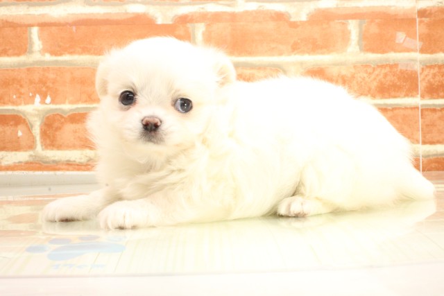 広島県のポメチワ/チワポメ/ポメチー(ポメラニアン×チワワ) (Coo&RIKU広島中央店/2026年2月25日生まれ/女の子/クリーム)の子犬の3枚目の画像