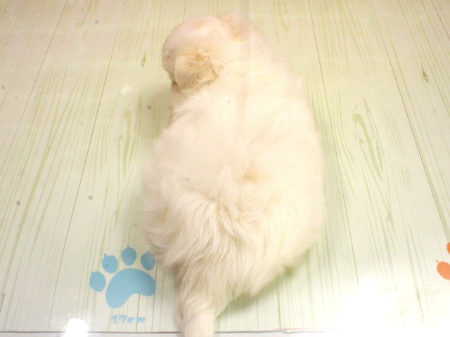 広島県のポメチワ/チワポメ/ポメチー(ポメラニアン×チワワ) (Coo&RIKU広島中央店/2026年2月25日生まれ/女の子/クリーム)の子犬の4枚目の画像