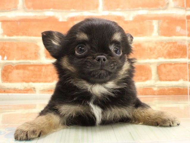 広島県のチワワ(ロング) (Coo&RIKU福山店/2026年2月25日生まれ/男の子/ブラックタンホワイト)の子犬の1枚目の画像