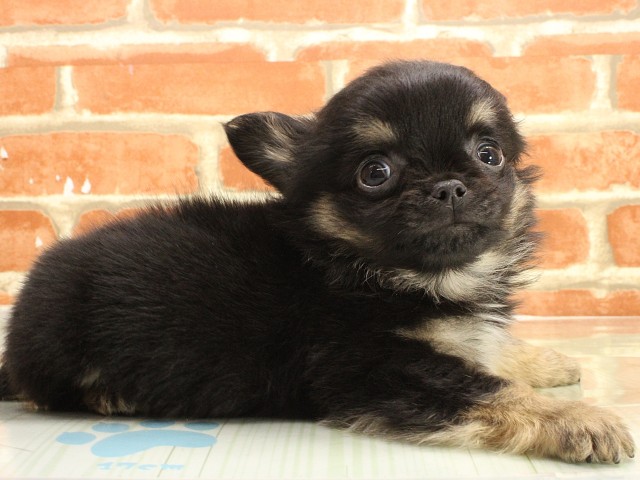 広島県のチワワ(ロング) (Coo&RIKU福山店/2026年2月25日生まれ/男の子/ブラックタンホワイト)の子犬の2枚目の画像