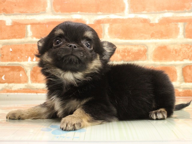 広島県のチワワ(ロング) (Coo&RIKU福山店/2026年2月25日生まれ/男の子/ブラックタンホワイト)の子犬の3枚目の画像