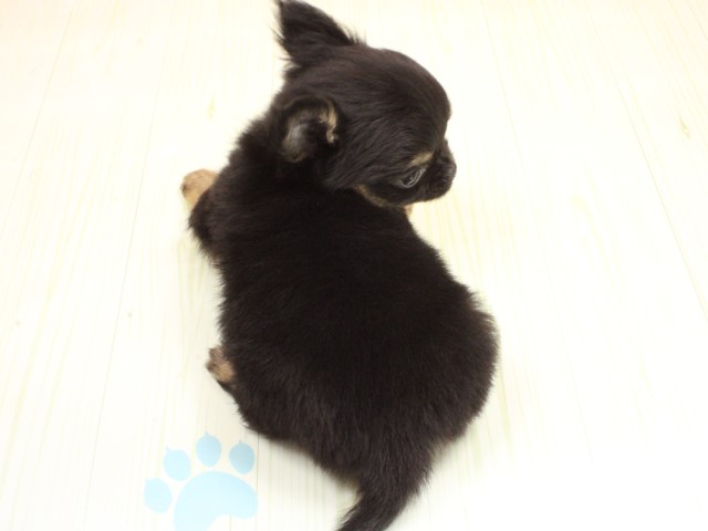 広島県のチワワ(ロング) (Coo&RIKU福山店/2026年2月25日生まれ/男の子/ブラックタンホワイト)の子犬の4枚目の画像