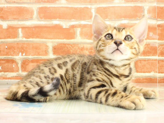 兵庫県のベンガル (Coo&RIKU姫路店/2026年2月22日生まれ/男の子/ブラウンスポットタビー)の子猫の2枚目の画像