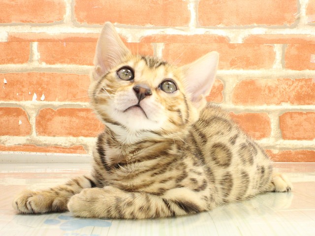 兵庫県のベンガル (Coo&RIKU姫路店/2026年2月22日生まれ/男の子/ブラウンスポットタビー)の子猫の3枚目の画像