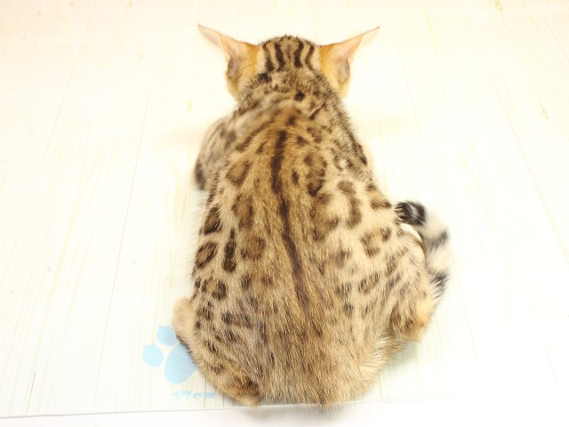 兵庫県のベンガル (Coo&RIKU姫路店/2026年2月22日生まれ/男の子/ブラウンスポットタビー)の子猫の4枚目の画像